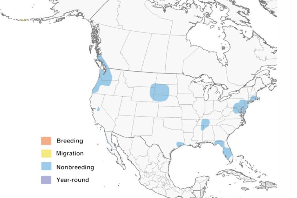 Eurasian Wigeon range map