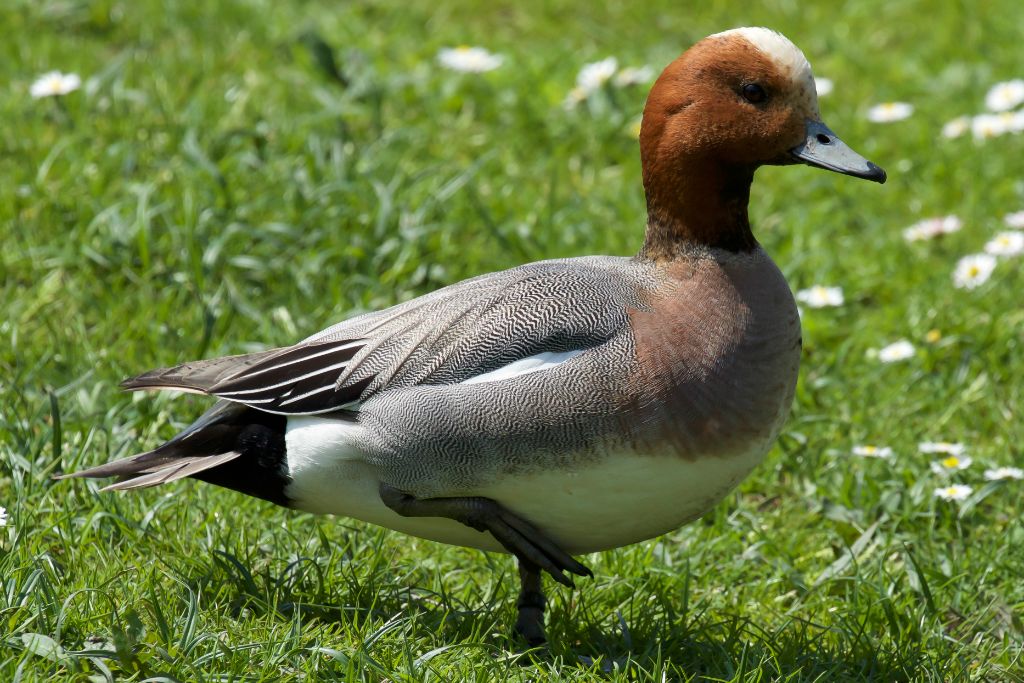 Eurasian Wigeon standing on its left feet on a grassy field