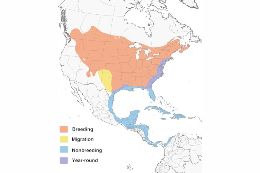 Gray Catbirds Range Map