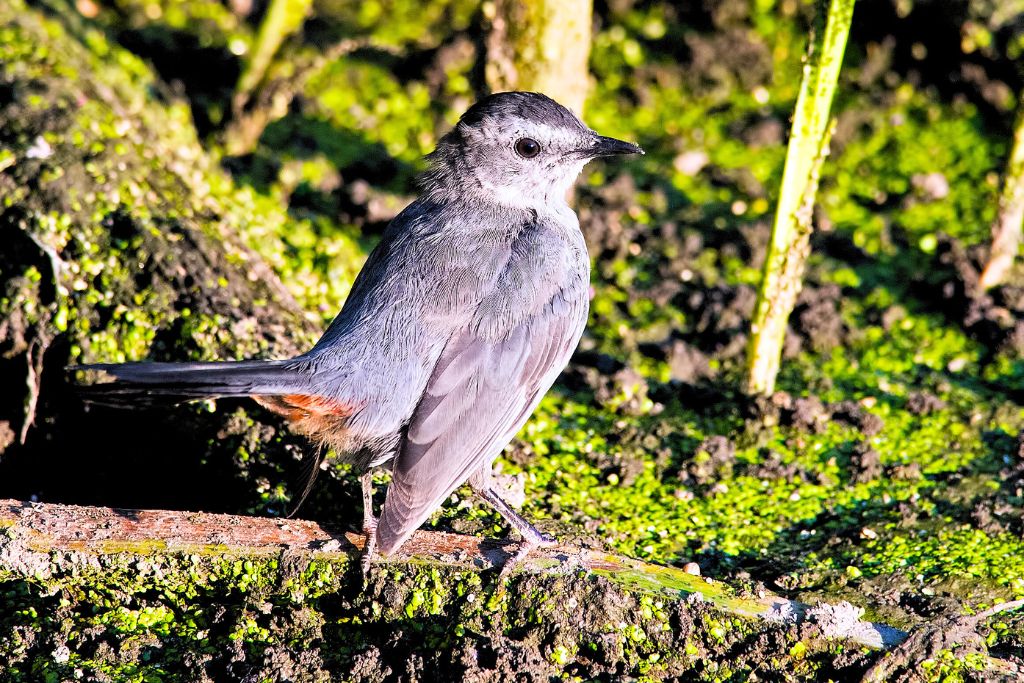 Gray Catbirds standing on a soil surrounded by green grass