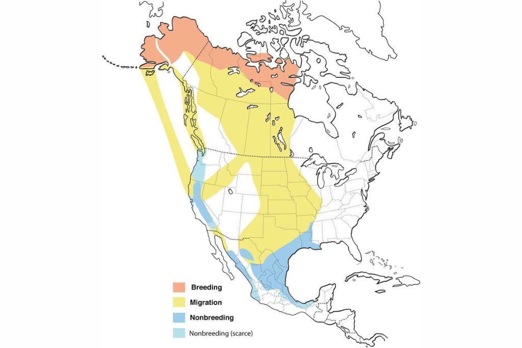 Greater White-Fronted Goose Range Map