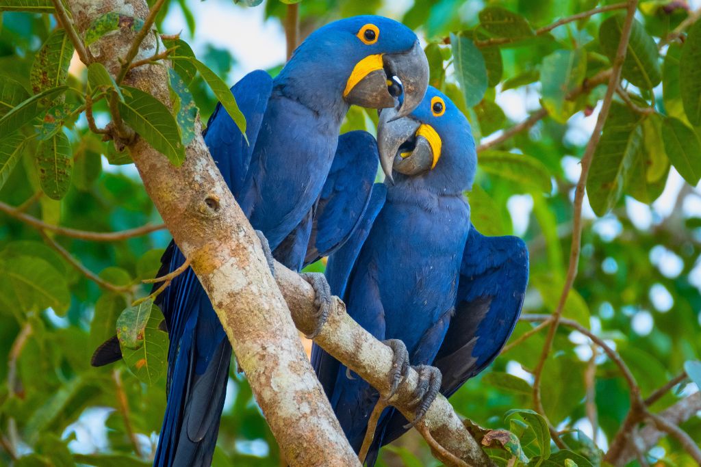 two Hyacinth Macaw courting while resting on a tree branch