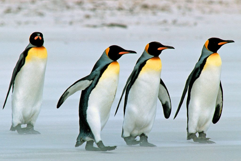 four King Penguins walking together on ice