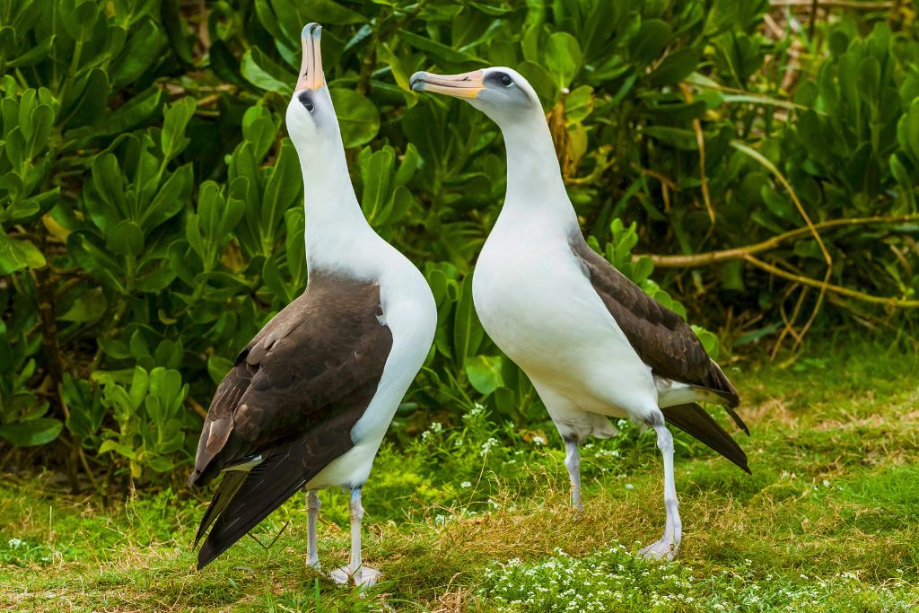 two Laysan albatross courting each other on an outdoor setting