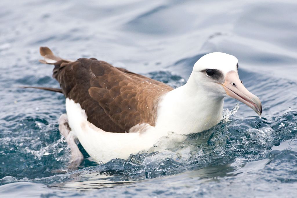 Laysan albatross bird taking a bath on the lake