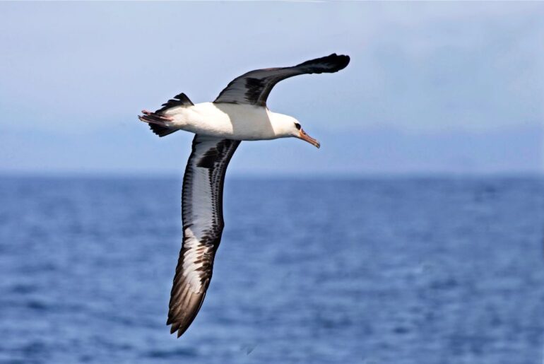 Laysan albatross flying above the sea