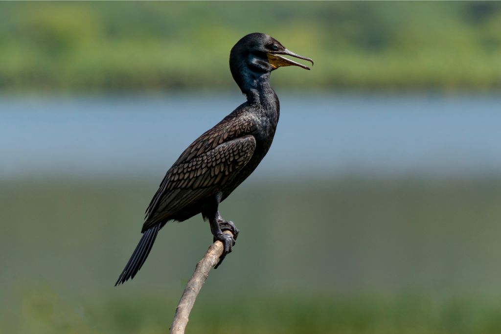 Neotropic Cormorant standing on a tree branch