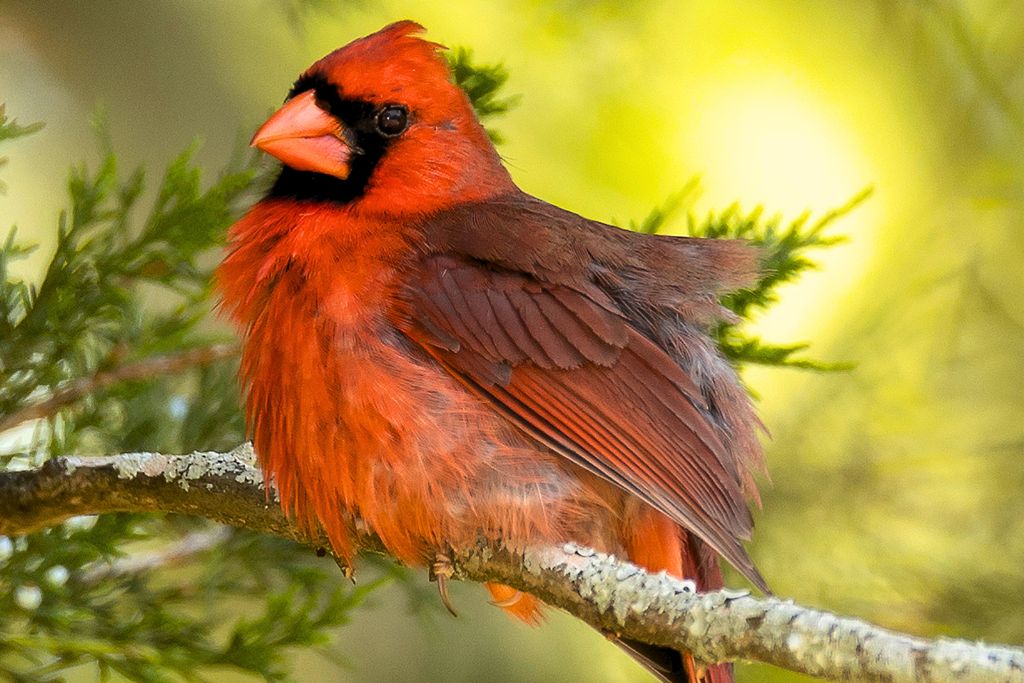 Northern Cardinal bird resting on a tree brach