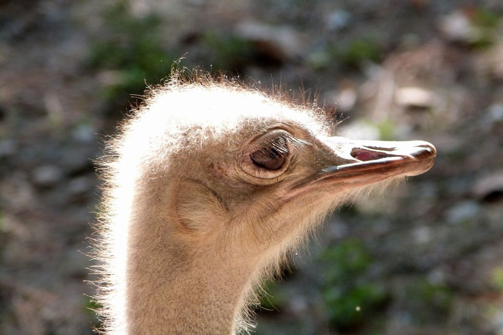 ostrich on blurry background