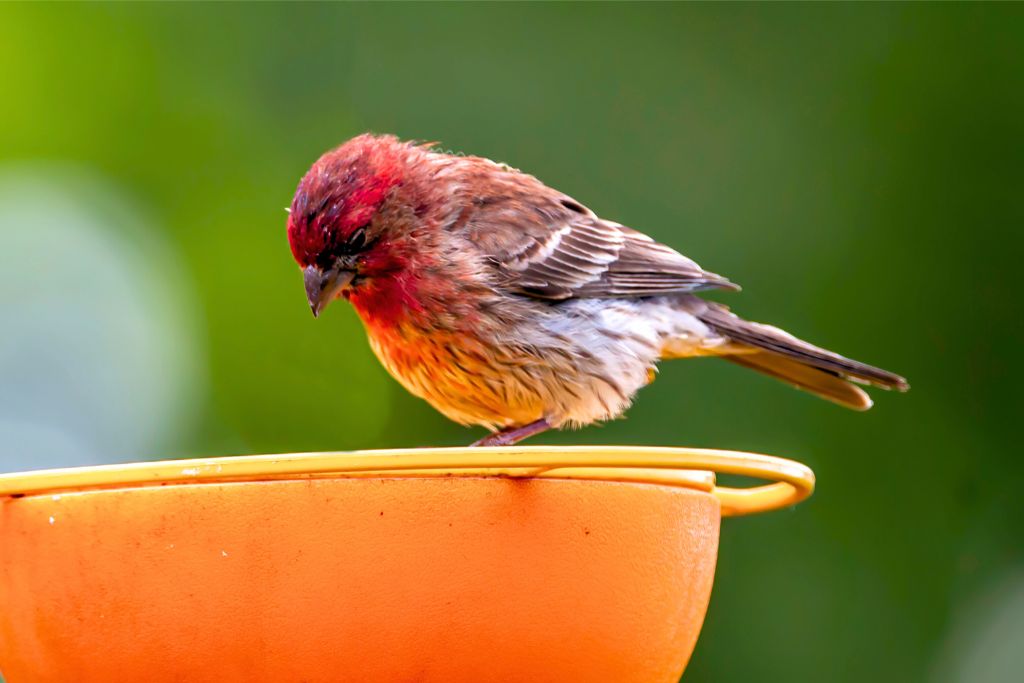 Purple Finch bird resting on an orange bird feeder