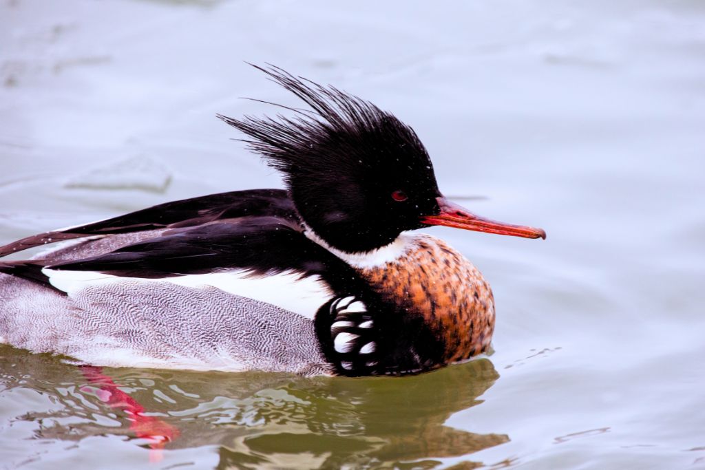 Red-breasted Merganser resting on water