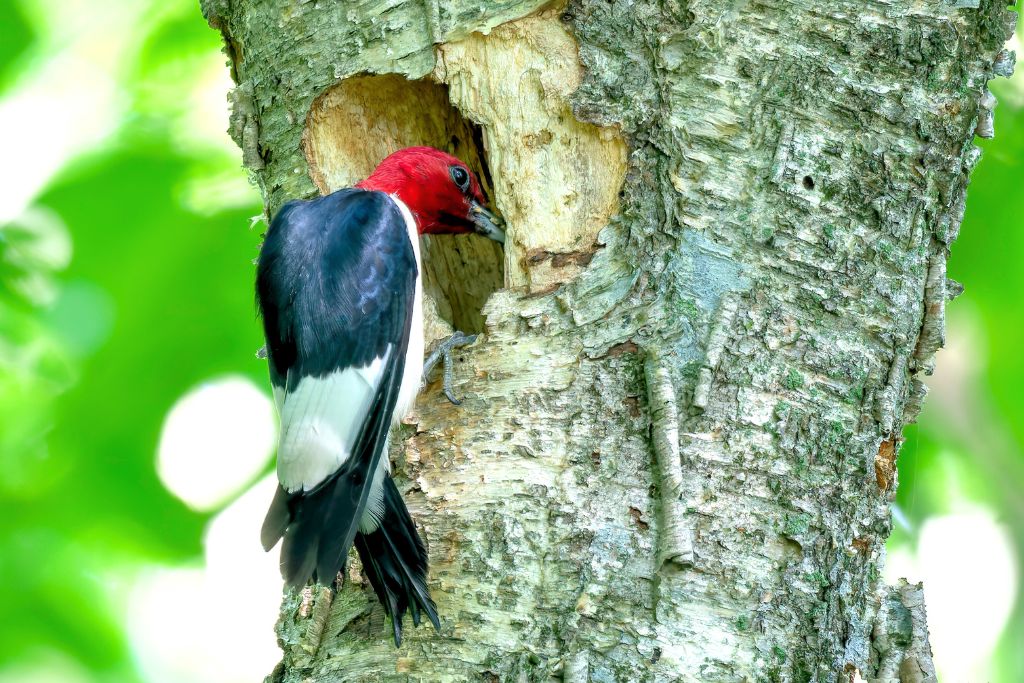 Red-Headed Woodpecker is eating at a nest cavity in a tree.