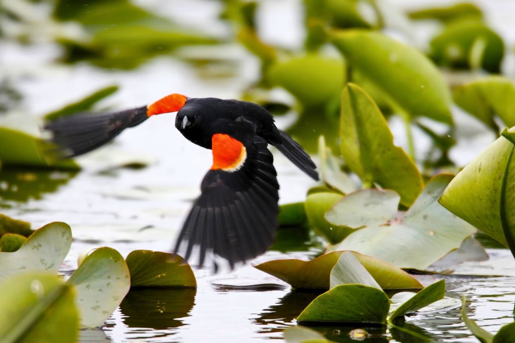 Red-Winged Blackbird flying above water surrounded by water plants