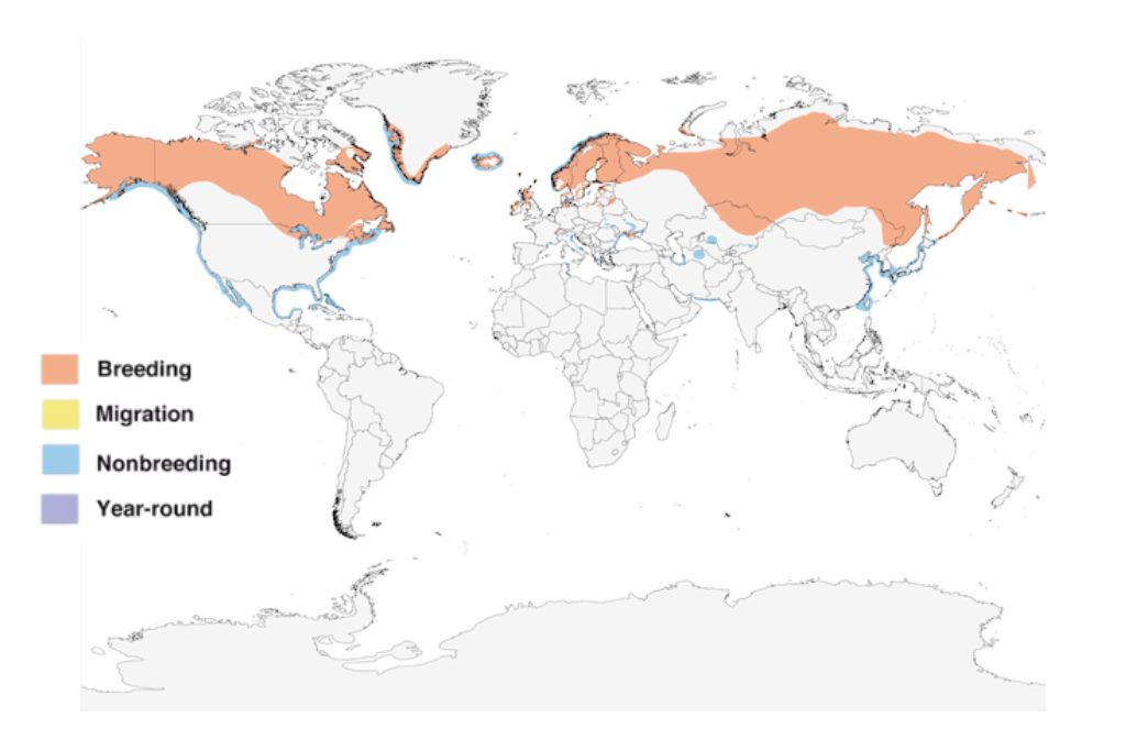 Red-breasted Merganser Range Map
