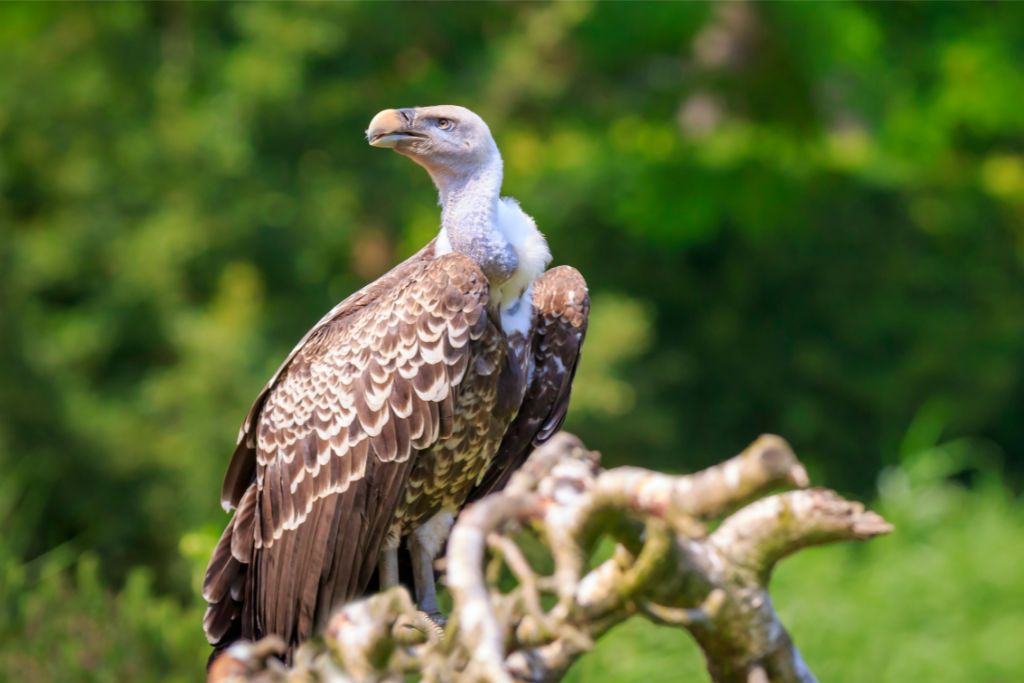 Ruppell's Griffon Vulture standing on a fallen branch of tree