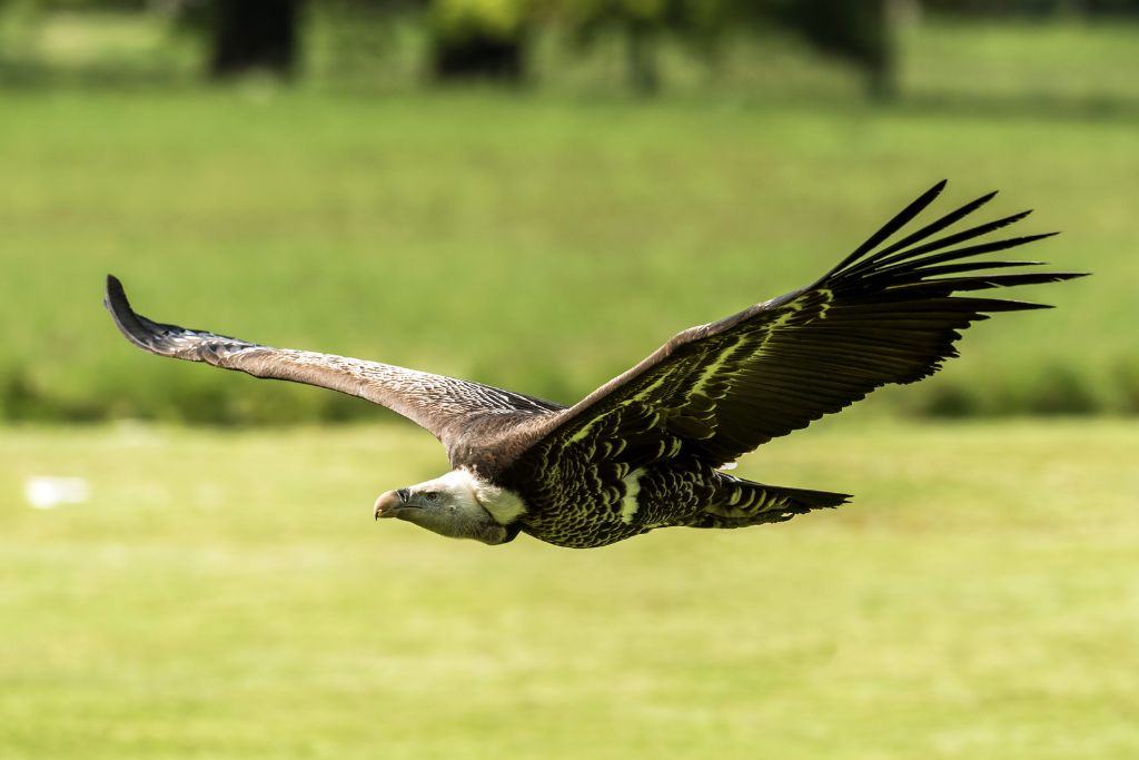 A flying Ruppell's Griffon Vulture