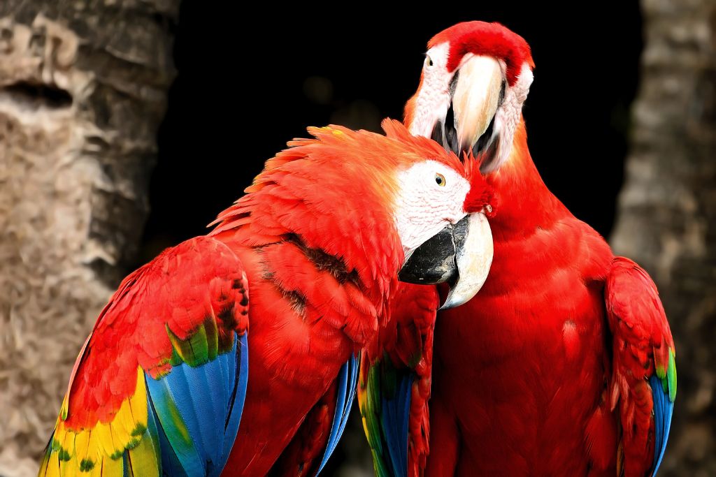 two Scarlet Macaw birds courting while resting on a tree branch