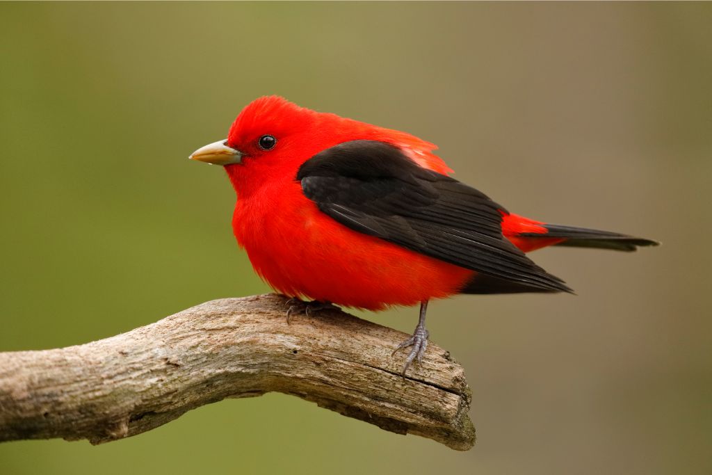 Scarlet Tanager bird resting on a tree branch