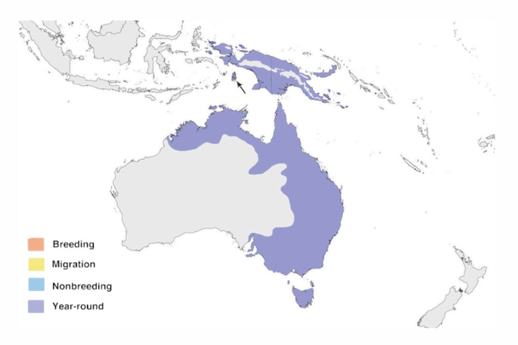 Sulphur Crested Cockatoo Range Map