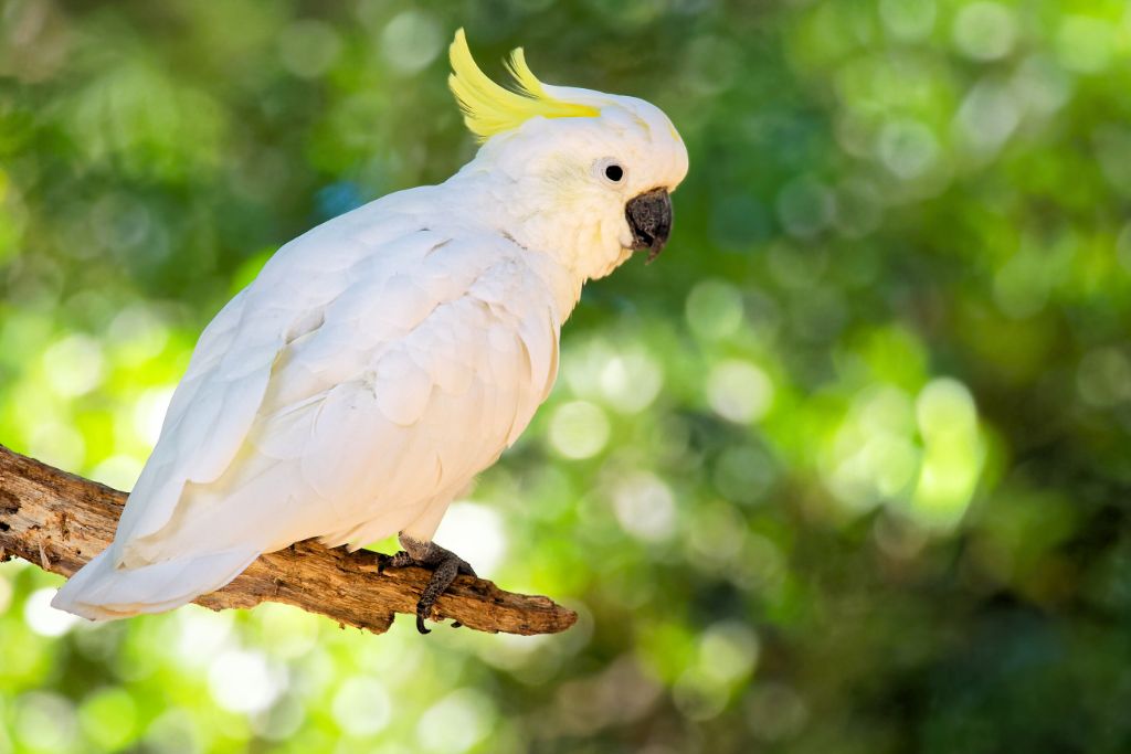 Sulphur-Crested Cockatoo resting on a tree branch