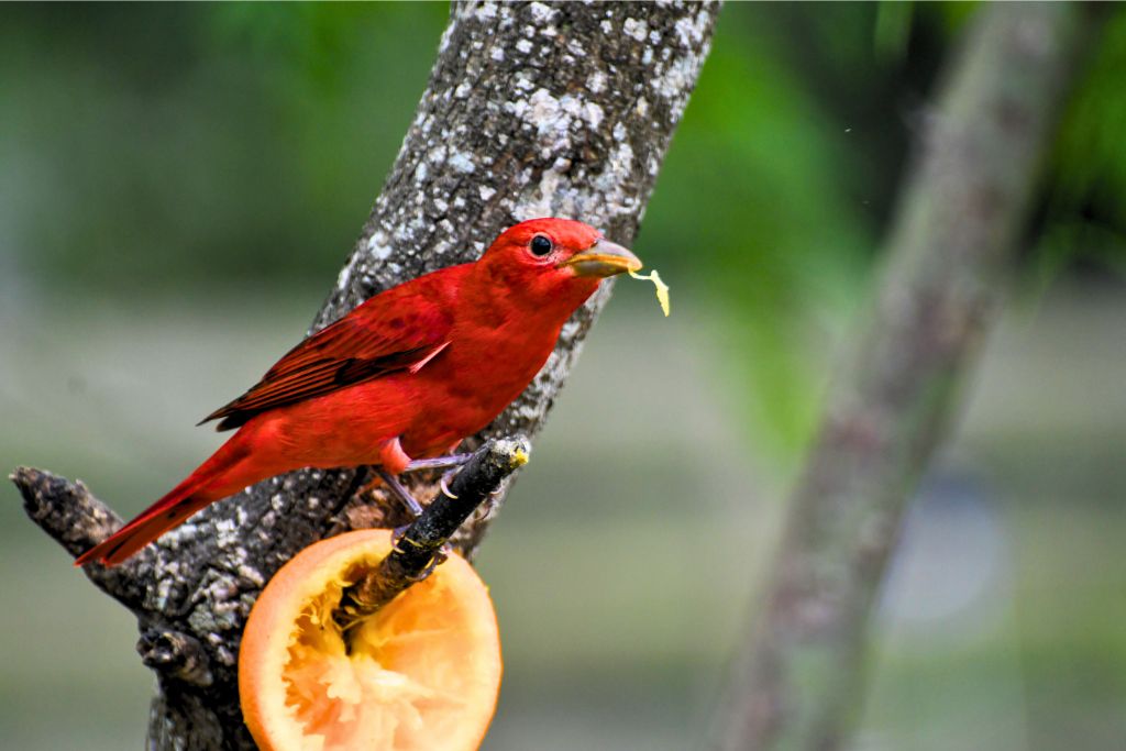 Summer Tanager bird resting on a tree branch while eating an orange fruit