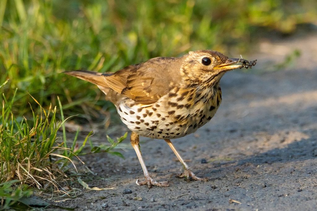 Thrushes standing on road surrounded by green grass