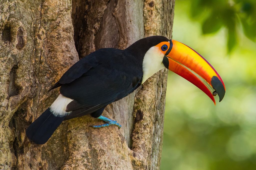Toco Toucan bird resting on a tree branch