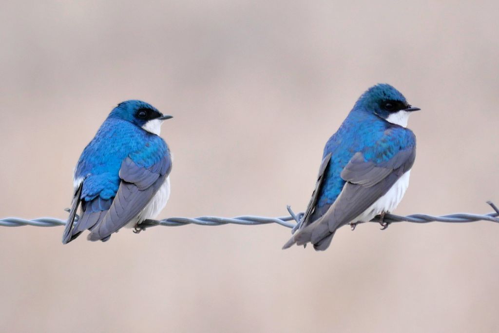 two Tree Swallow bird standing on a barbed wire