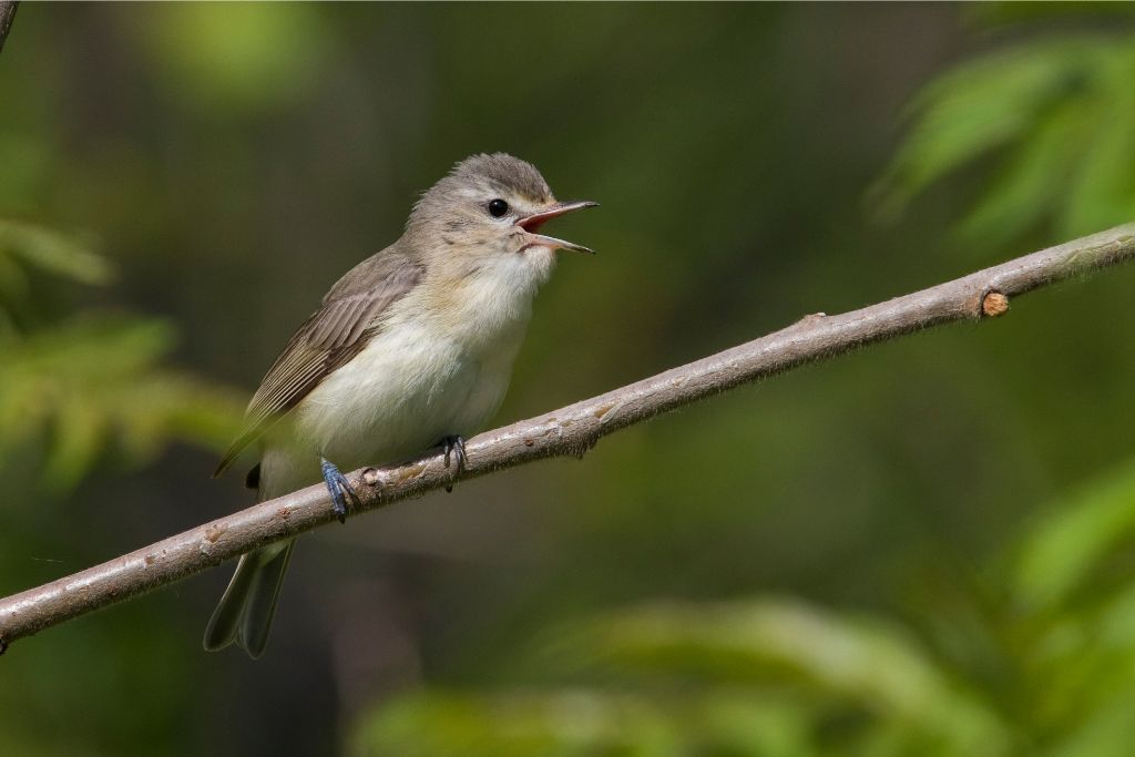 Warbling Vireo standing on a branch of tree while chirping
