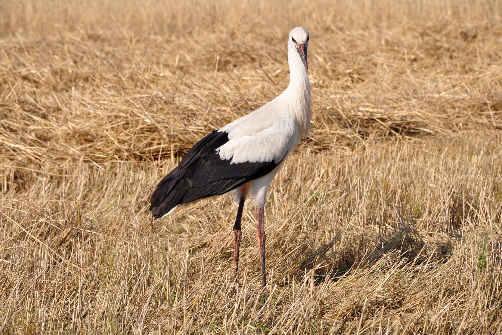 White Stork standing on a dry grass field