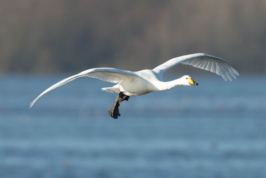 A flying Whooper Swan