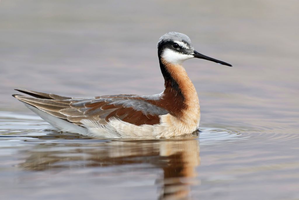 close up picture of Wilson's Phalarope swimming on the lake
