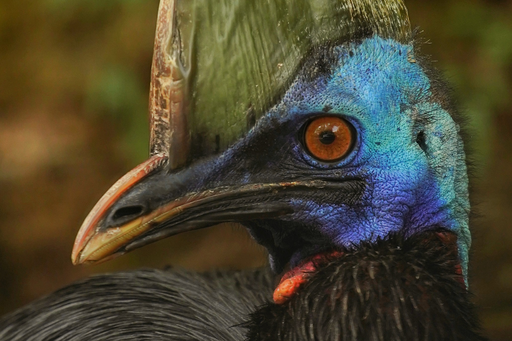 a closeup photo of a cassowary's face