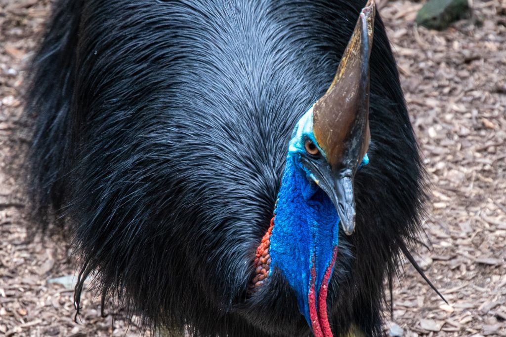 an angry cassowary