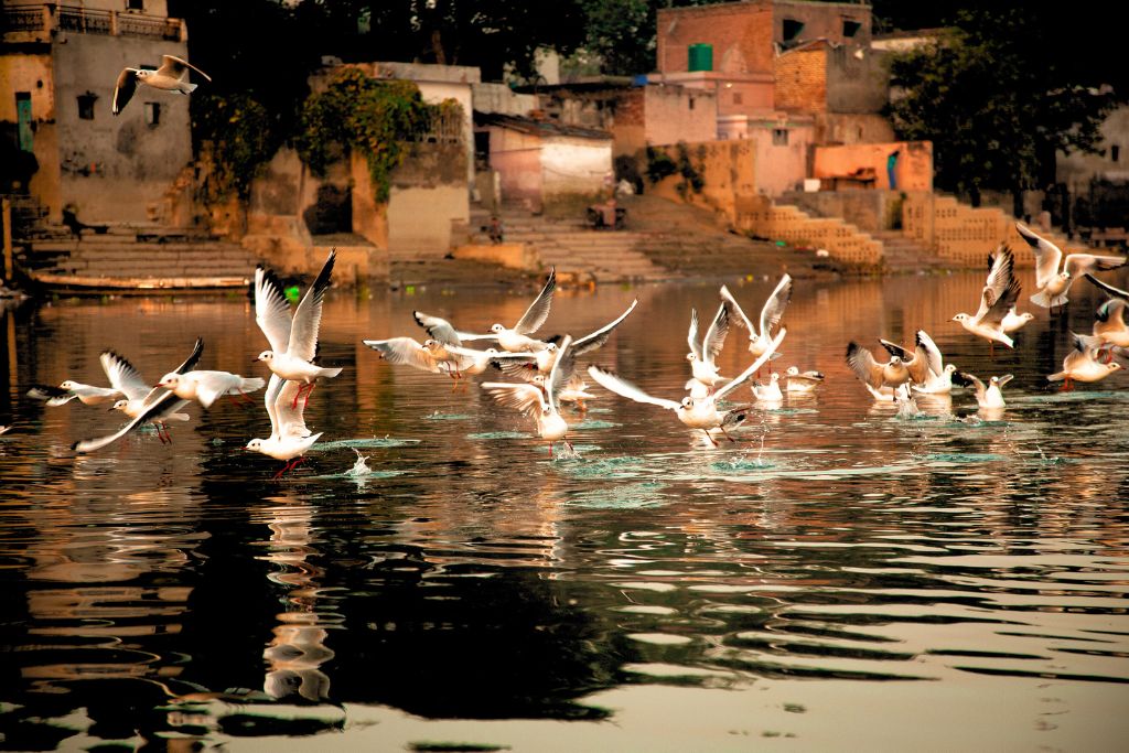 flock of birds bathing on water
