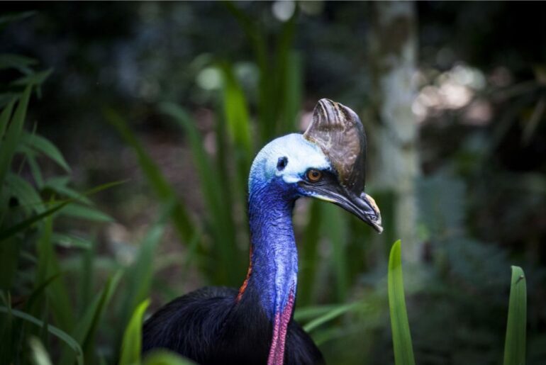 closeup shot of cassowary