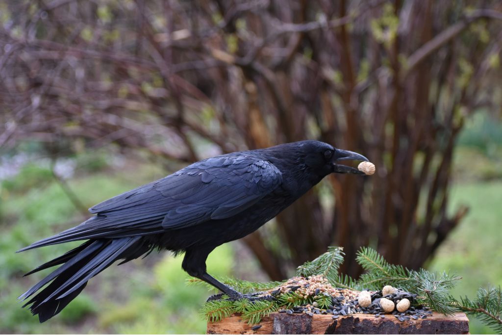 crow at the crow feeder eating nuts