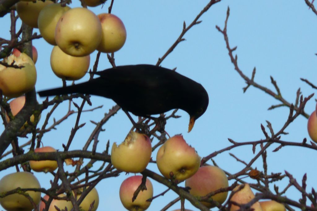 a crow eating apple at the apple tree