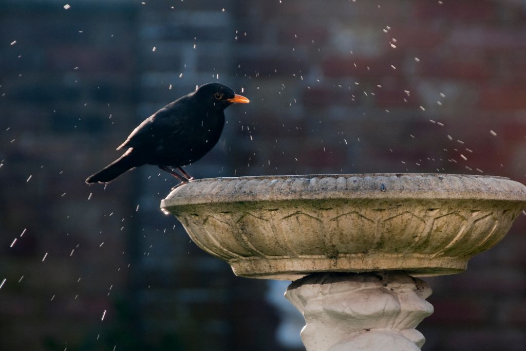 a crow perching on the bird bath