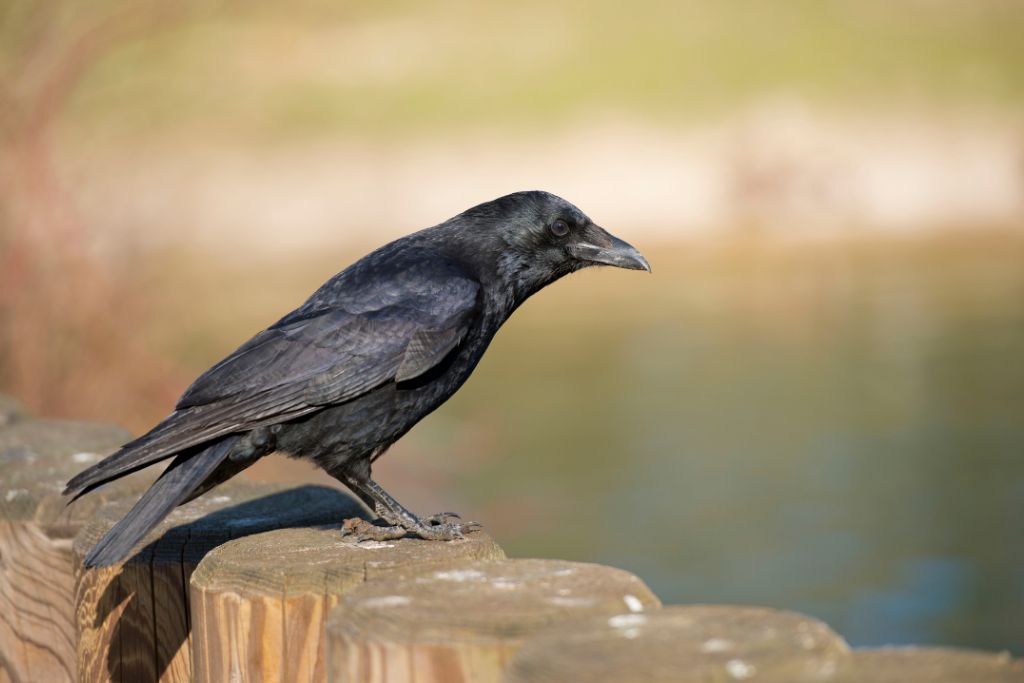 crow sitting on the wood