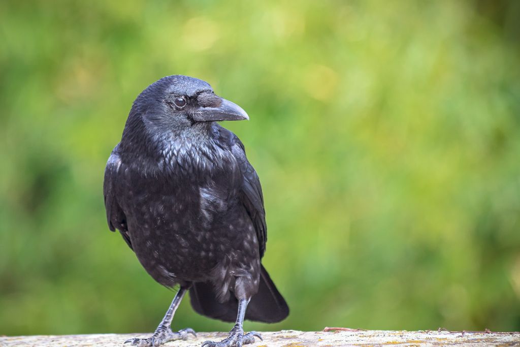 a crow perched on a branch