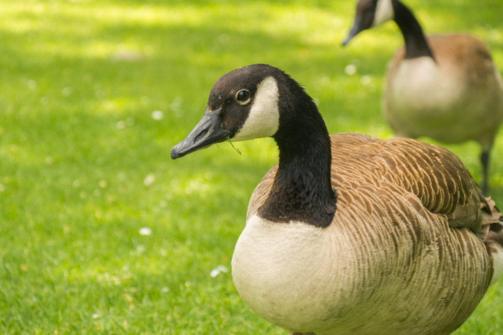 geese on grass