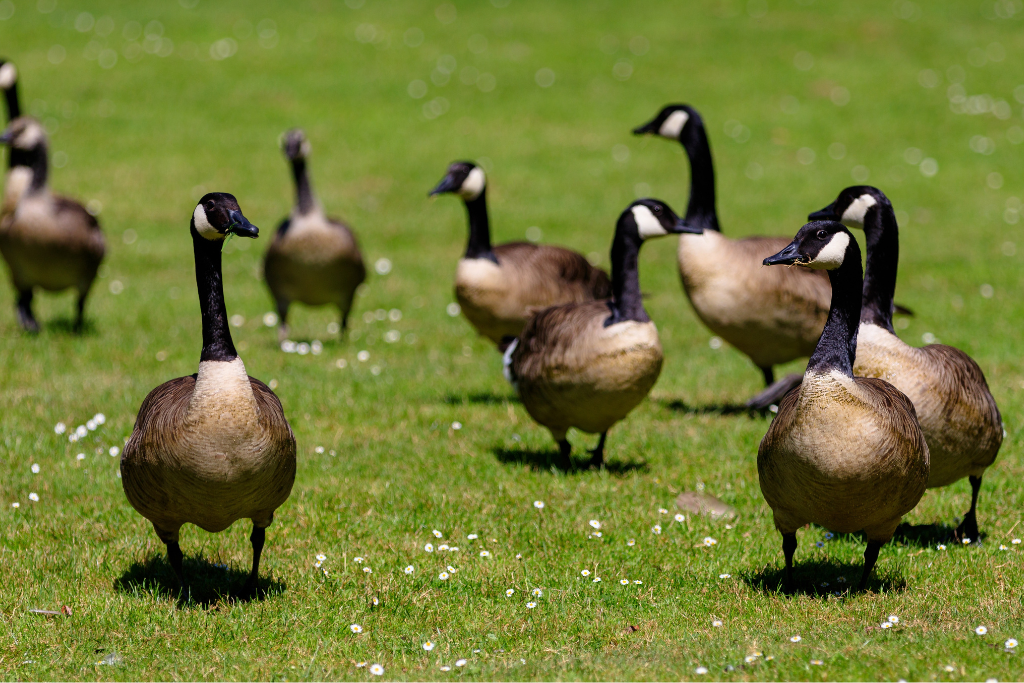 flock of geese roaming outdoors
