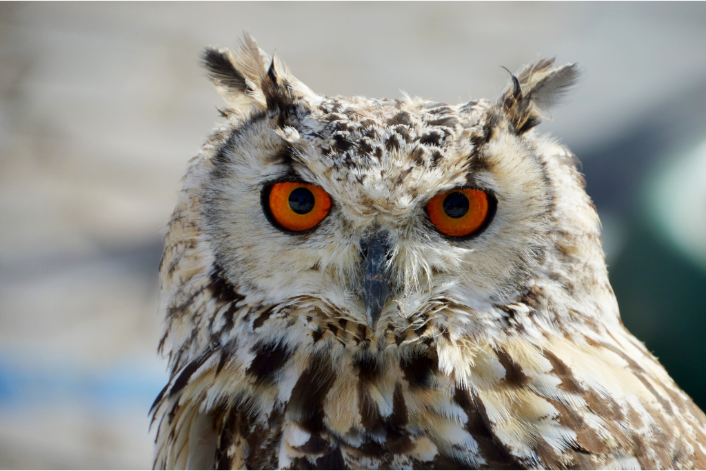 owl with beautiful orange eye coloration 