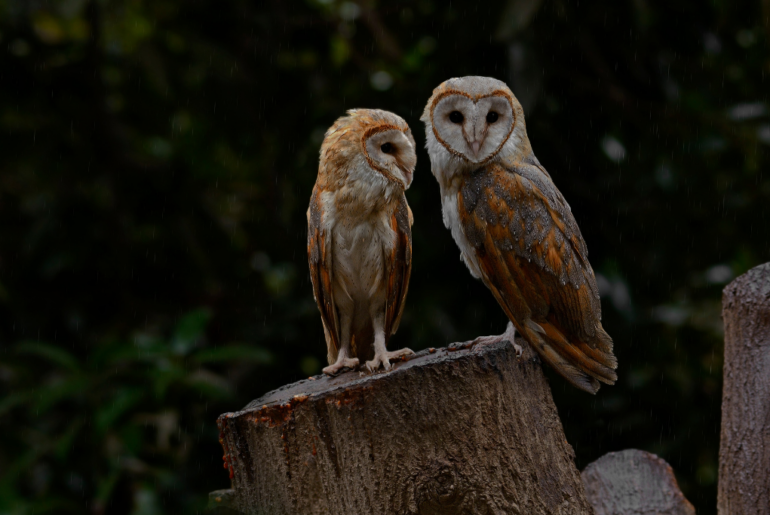 owls at night time