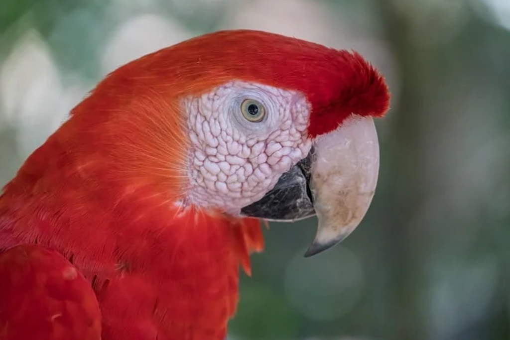 red parrot on blurry background