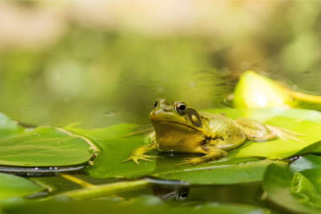 a frog on a water lily