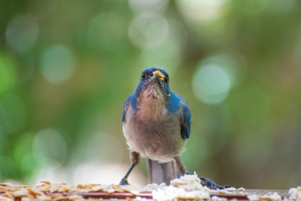 blue bird facing the camera eating in the woods
