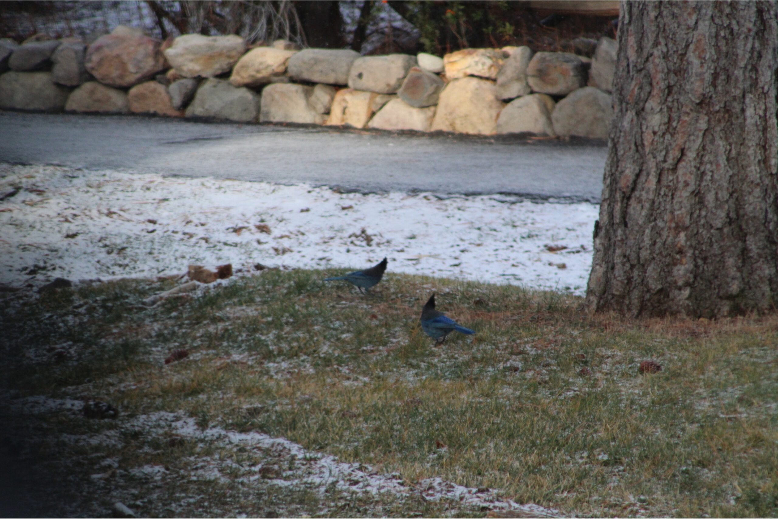 Blue Jays in the park 