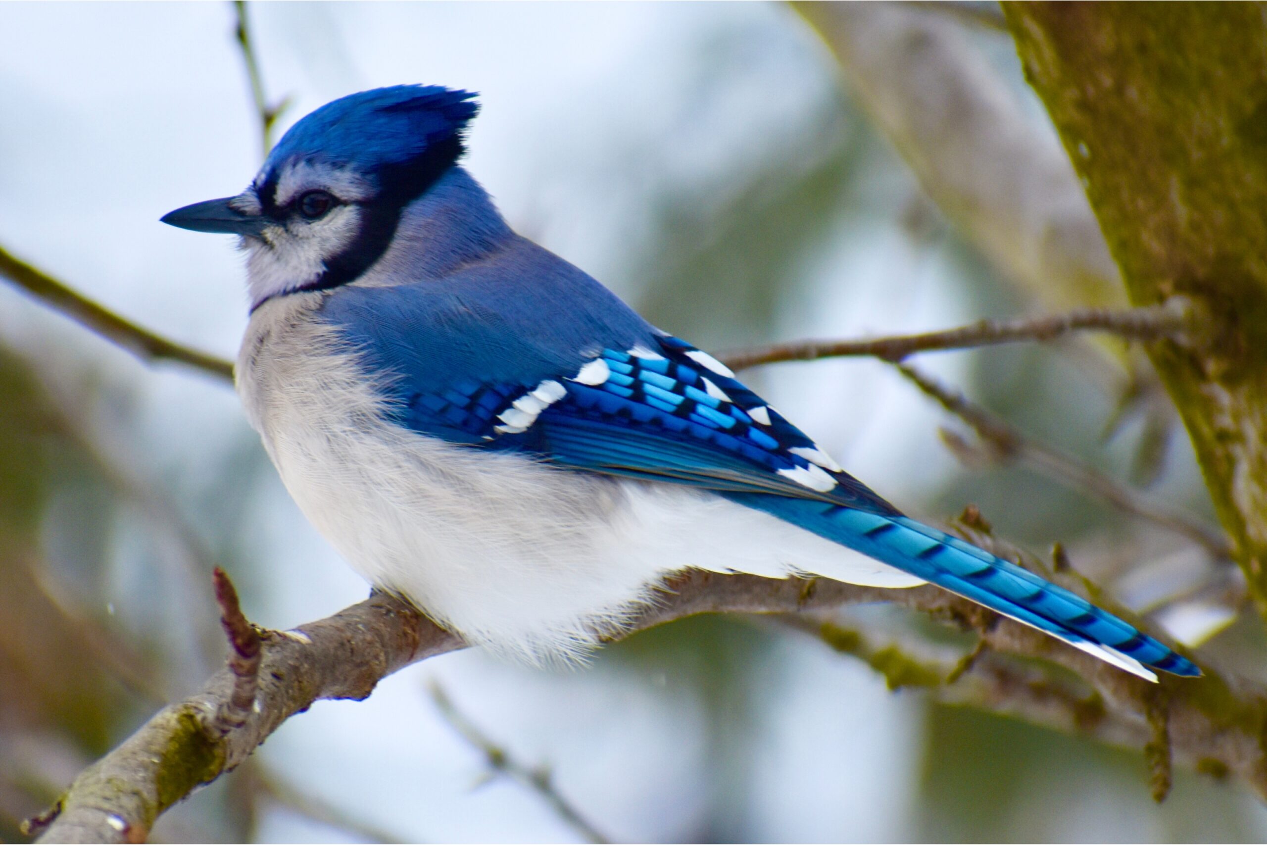 Blue jays in a tree branches